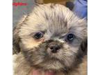 Shih Tzu Puppy for sale in Rochester, NY, USA