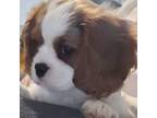 Cavalier King Charles Spaniel Puppy for sale in Longview, TX, USA