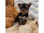 Yorkie puppies