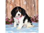 Cavalier King Charles Spaniel Puppy for sale in Fredericksburg, OH, USA