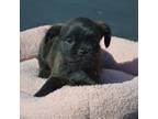 Brussels Griffon Puppy for sale in Sylvia, KS, USA