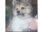 Pomeranian Puppy for sale in Clinton Township, MI, USA