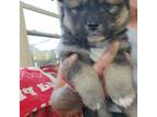 Pomeranian Puppy for sale in Clinton Township, MI, USA