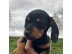 Dachshund Puppy for sale in Roanoke, VA, USA