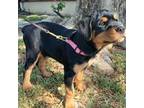 Rottweiler Puppy for sale in Greenacres, FL, USA