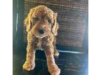 Cavapoo Puppy for sale in Holden, MO, USA