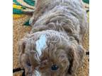 Cavapoo Puppy for sale in Holden, MO, USA