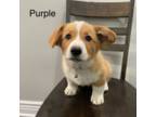 Pembroke Welsh Corgi Puppy for sale in Sedalia, MO, USA
