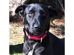 RUBY Labrador Retriever Young Female