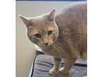 Chevy Domestic Shorthair Adult Female