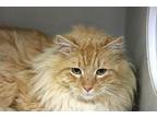 Fluff McDuff Domestic Longhair Young Male