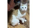 Leif Domestic Shorthair Adult Male