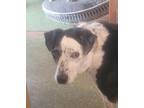 Beau Border Collie Adult Male