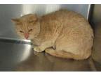 Shirley Domestic Shorthair Adult Female