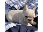 French Bulldog Puppy for sale in Oroville, CA, USA