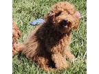 Poodle (Toy) Puppy for sale in Cabool, MO, USA
