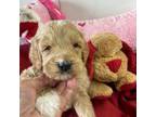 Goldendoodle Puppy for sale in Concordia, KS, USA