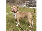 Princess American Pit Bull Terrier Adult Female