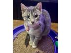 Blue Domestic Shorthair Young Female