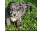 Aussiedoodle Puppy for sale in Rutherfordton, NC, USA