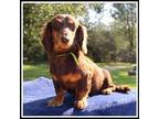 Dachshund Puppy for sale in Mountain View, AR, USA