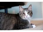 Robbie - In Foster Domestic Shorthair Adult Male