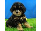Poodle (Toy) Puppy for sale in Hickory, NC, USA