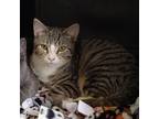 Chi Domestic Shorthair Adult Male
