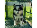 Mutt Puppy for sale in Saint Charles, IL, USA