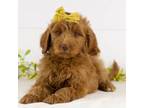 Goldendoodle Puppy for sale in Goshen, IN, USA