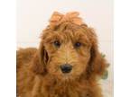 Goldendoodle Puppy for sale in Goshen, IN, USA