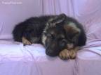 GSD Pups