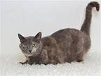 VERONICA Domestic Shorthair Senior Female