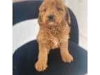 Cavapoo Puppy for sale in Fort Lauderdale, FL, USA