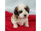 Shih-Poo Puppy for sale in Morganton, NC, USA