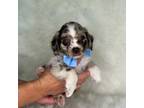 Cocker Spaniel Puppy for sale in Fort White, FL, USA