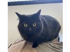 Panther Domestic Longhair Adult Female