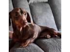 Dachshund Puppy for sale in Chipley, FL, USA