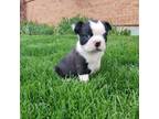 Boston Terrier Puppy for sale in Brighton, CO, USA