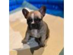 French Bulldog Puppy for sale in Florence, SC, USA