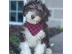 Mutt Puppy for sale in Shreve, OH, USA