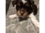 Yorkshire Terrier Puppy for sale in Joplin, MO, USA