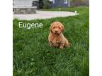 Eugene