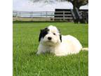 Portuguese Water Dog Puppy for sale in Shipshewana, IN, USA