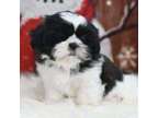 RETER Shih Tzu puppies available