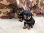 UTJUT Rottweiler puppies available