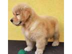 BFCTR Golden retriever puppies available