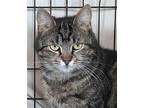 Amor, Willow Grove Pa (fcid# 02/15/2024-133), Domestic Shorthair For Adoption In