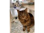 Fluffy-stratford, Domestic Longhair For Adoption In Stratford, Ontario