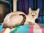 Allison, Siamese For Adoption In West Bloomfield, Michigan